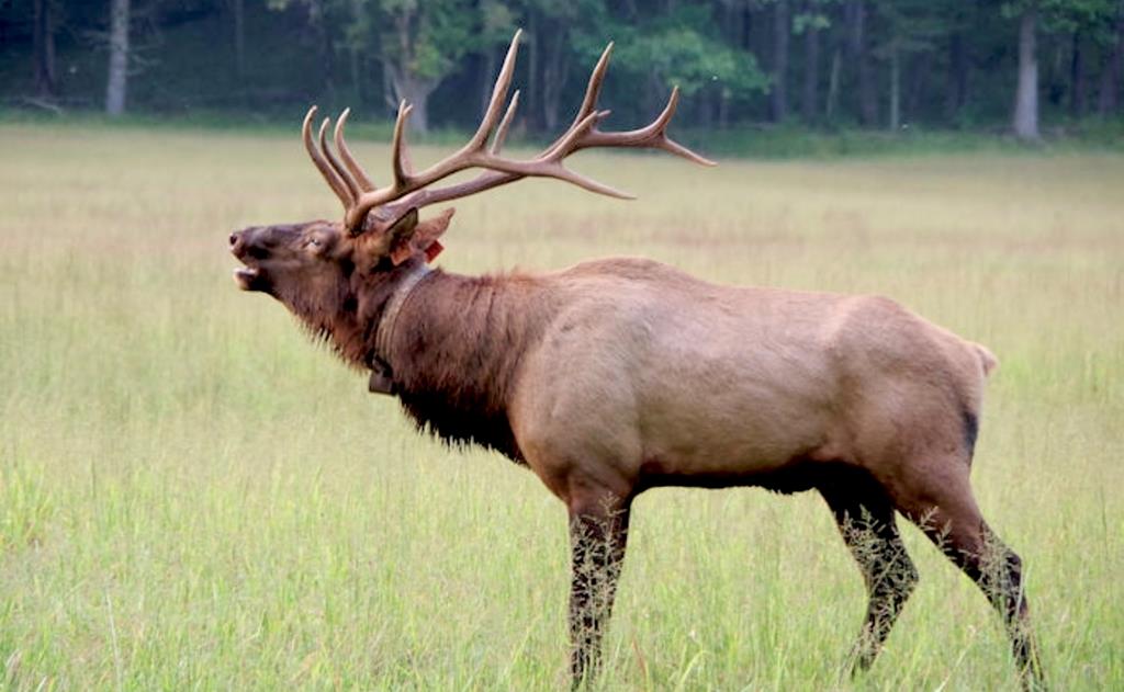 Lots of elk pass by and all around in town of Magg