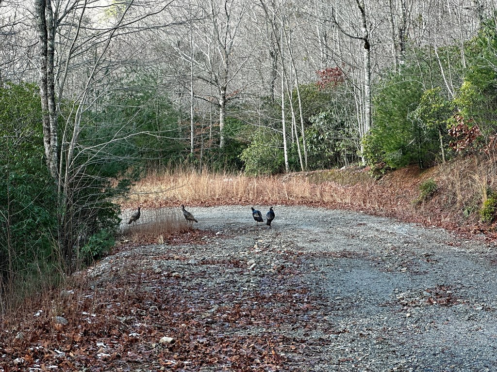 Visitors along the way through the subdivision