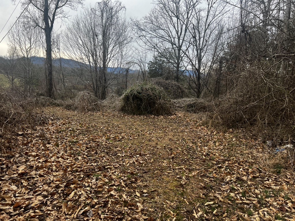 Area behind Shed