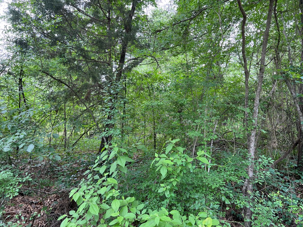 Partially Wooded Lot 16