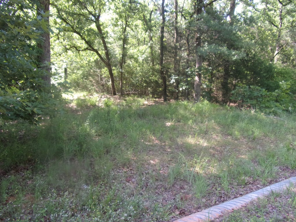Nice open area with many trees on lot