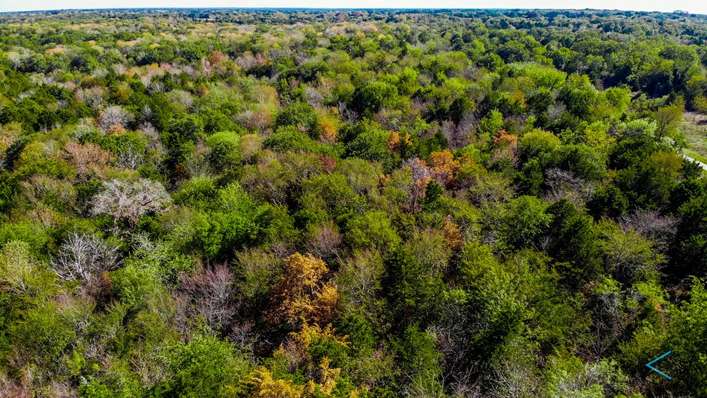 Forested 6 Acre Tract
