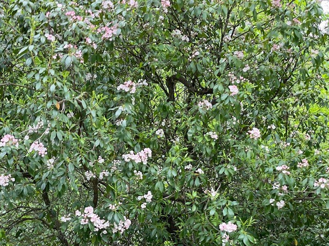 Mountain Laurel