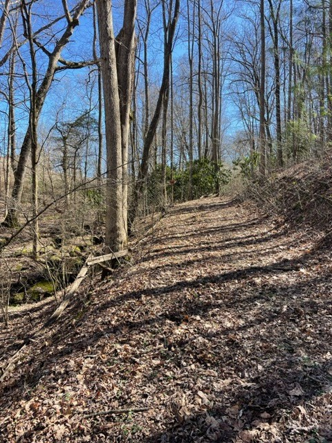 Old Road on Property - Creek on left