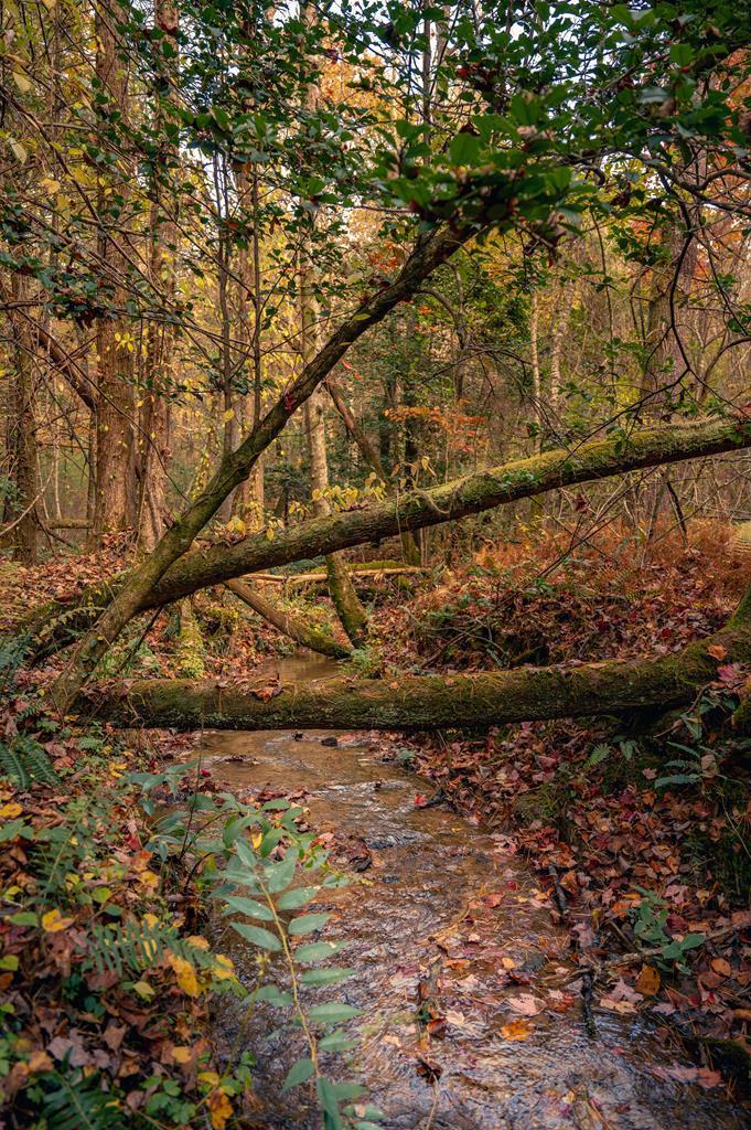 Road by creek 