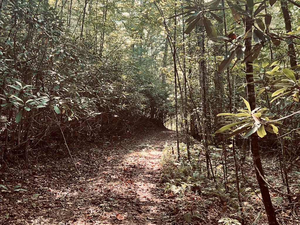 Path by creek