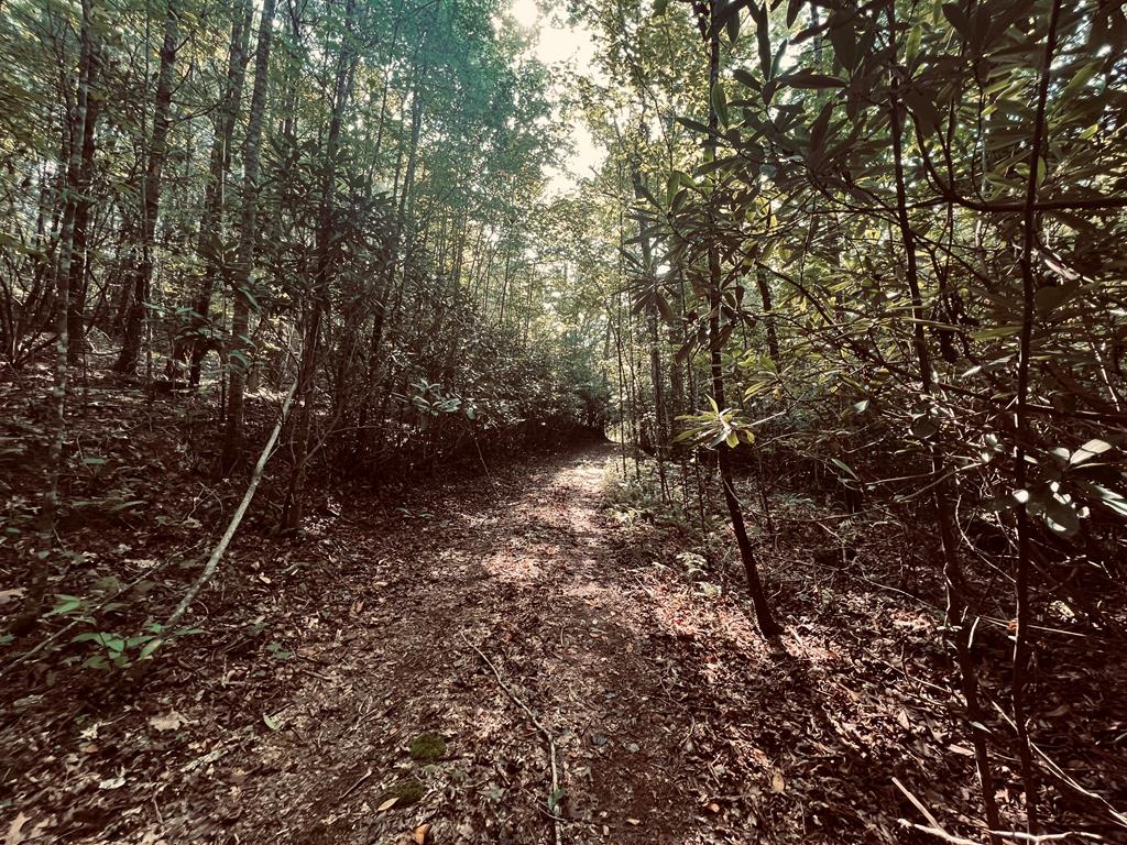 summer view of road by creek