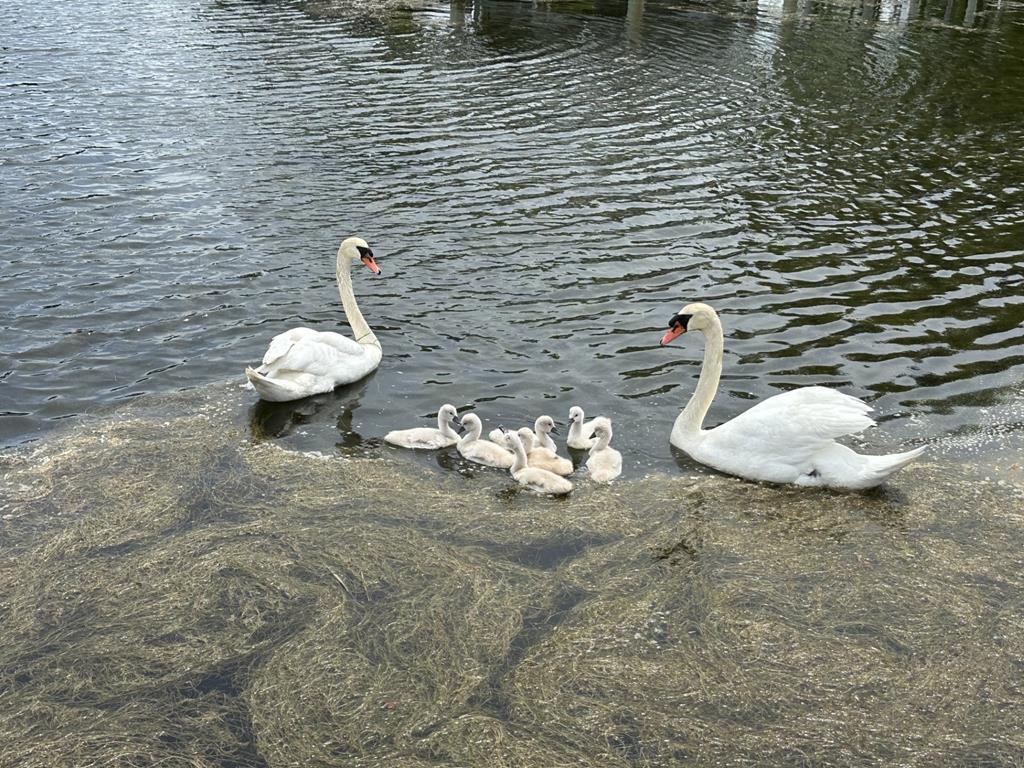 2024 swans with cygnets
