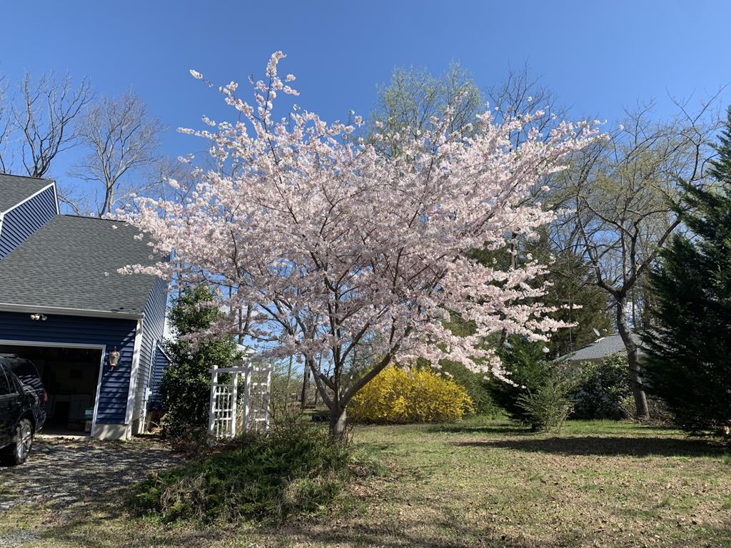 Spring blooming Yoshino Cherry