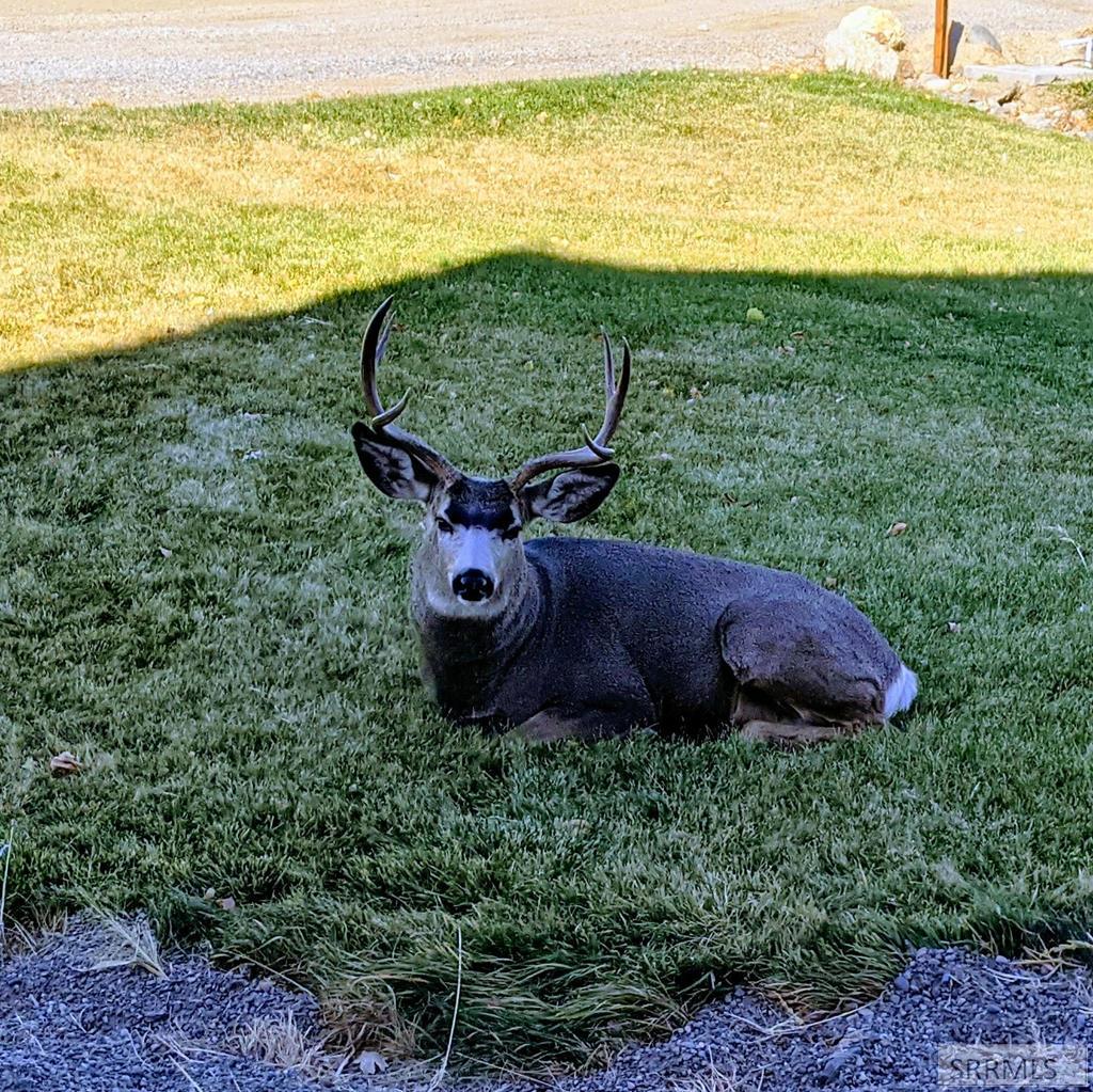 Visitors