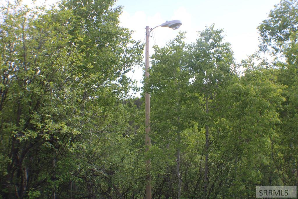 Wooded area at the edge of the yard