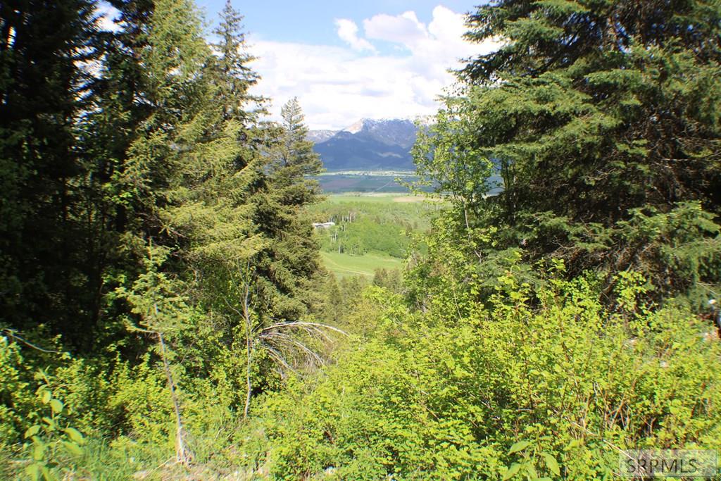 Wooded area on the property and a view