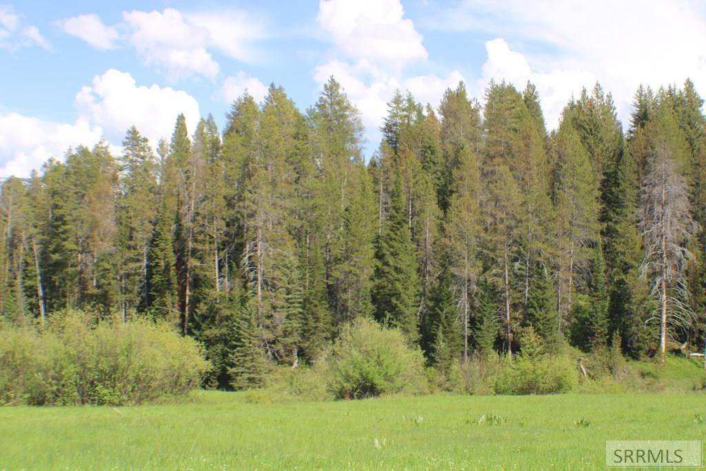 Wooded area on the property