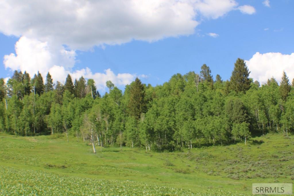 Wooded area and meadow on the property