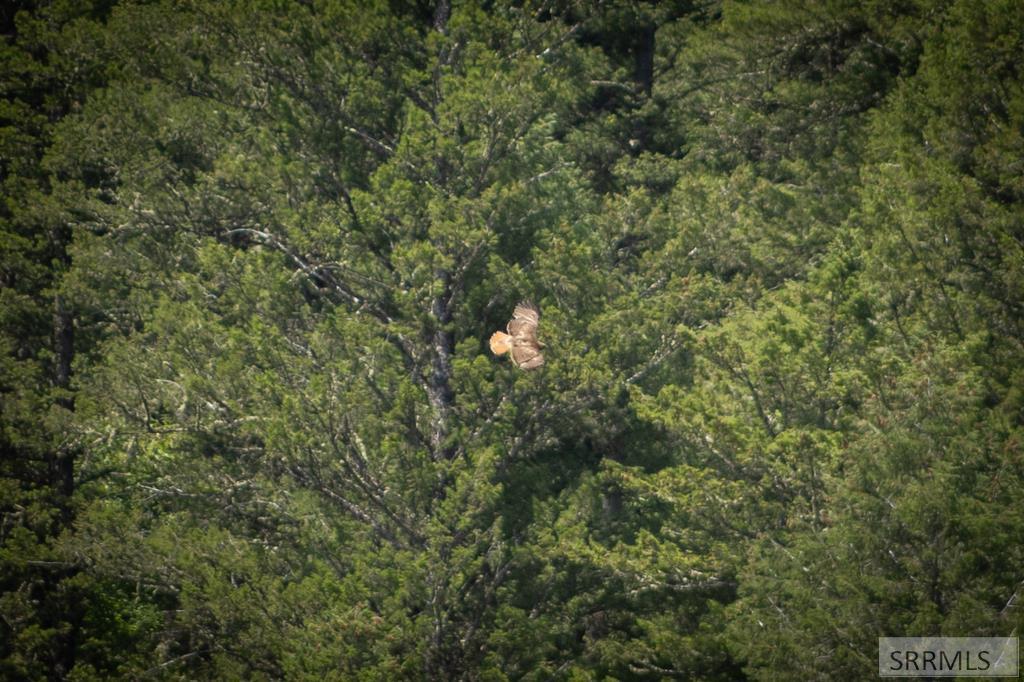 Hawk flying over the property