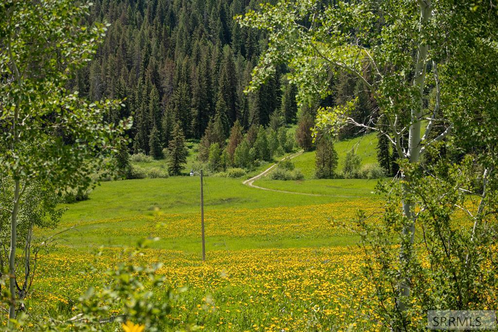 Meadow at the corner of the property