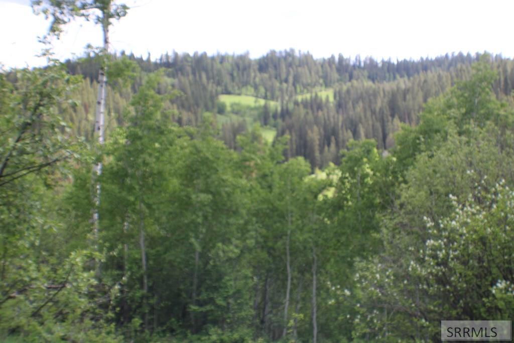 Wooded area and a view