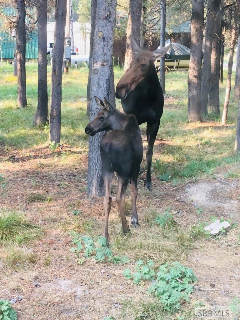 Moose in the front yard