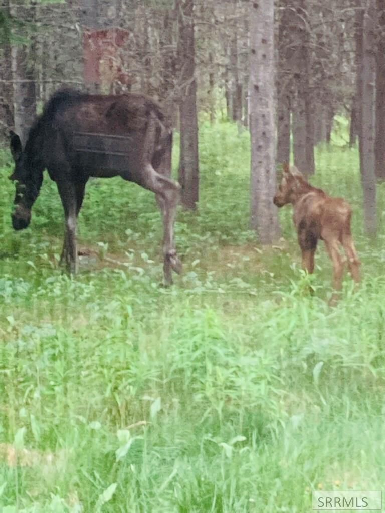 Moose on the RV lot