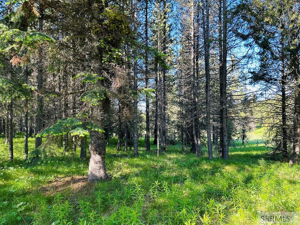 Backyard overlooking the large ranch