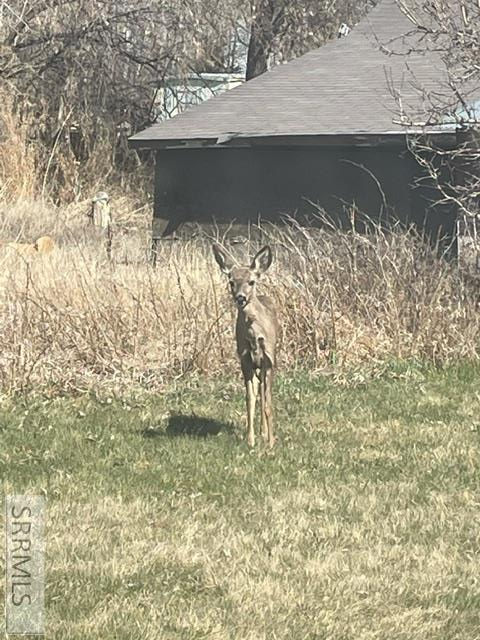 Wildlife seen on property