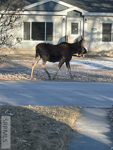 Wildlife seen on property