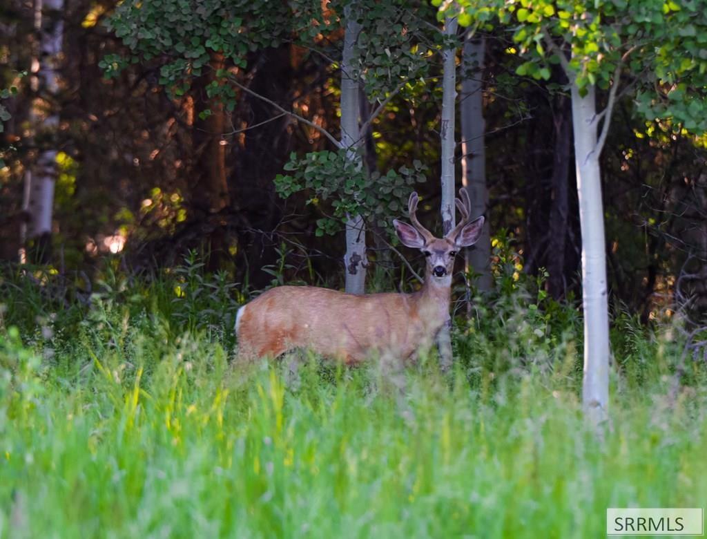 deer on lot