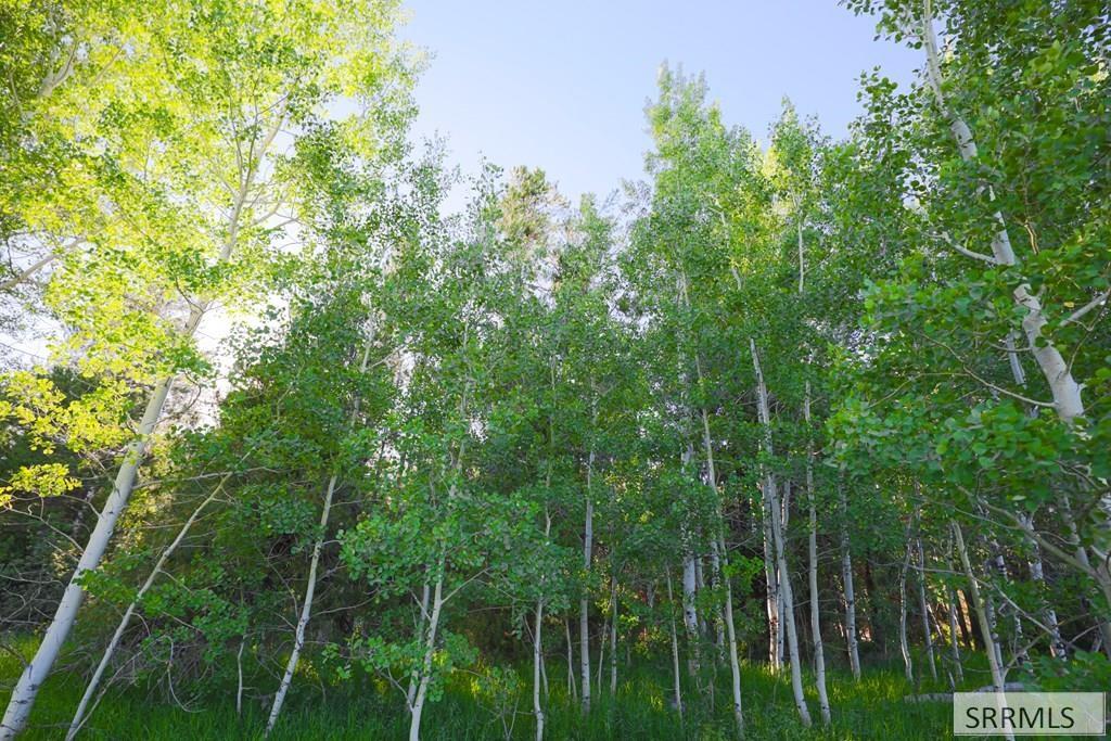 trees on lot