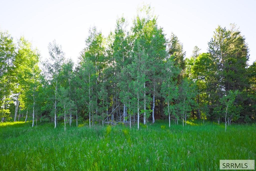 Thicket of trees on lot