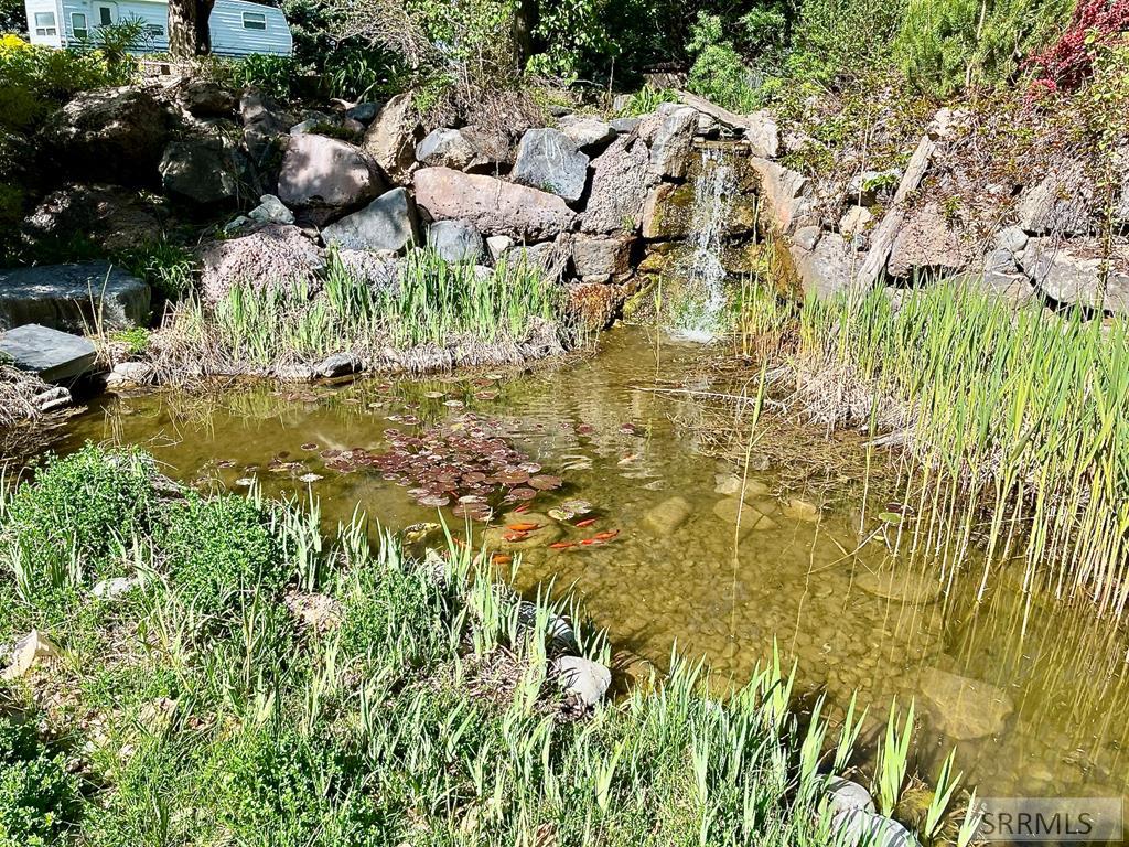 Pond With Fish