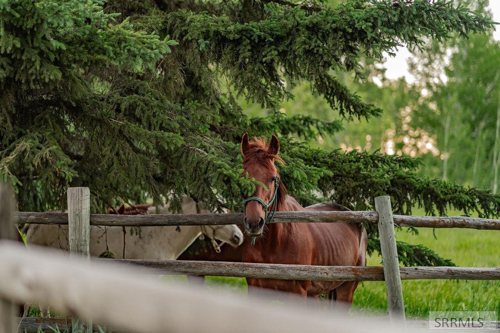 Fenced Horse Pasture