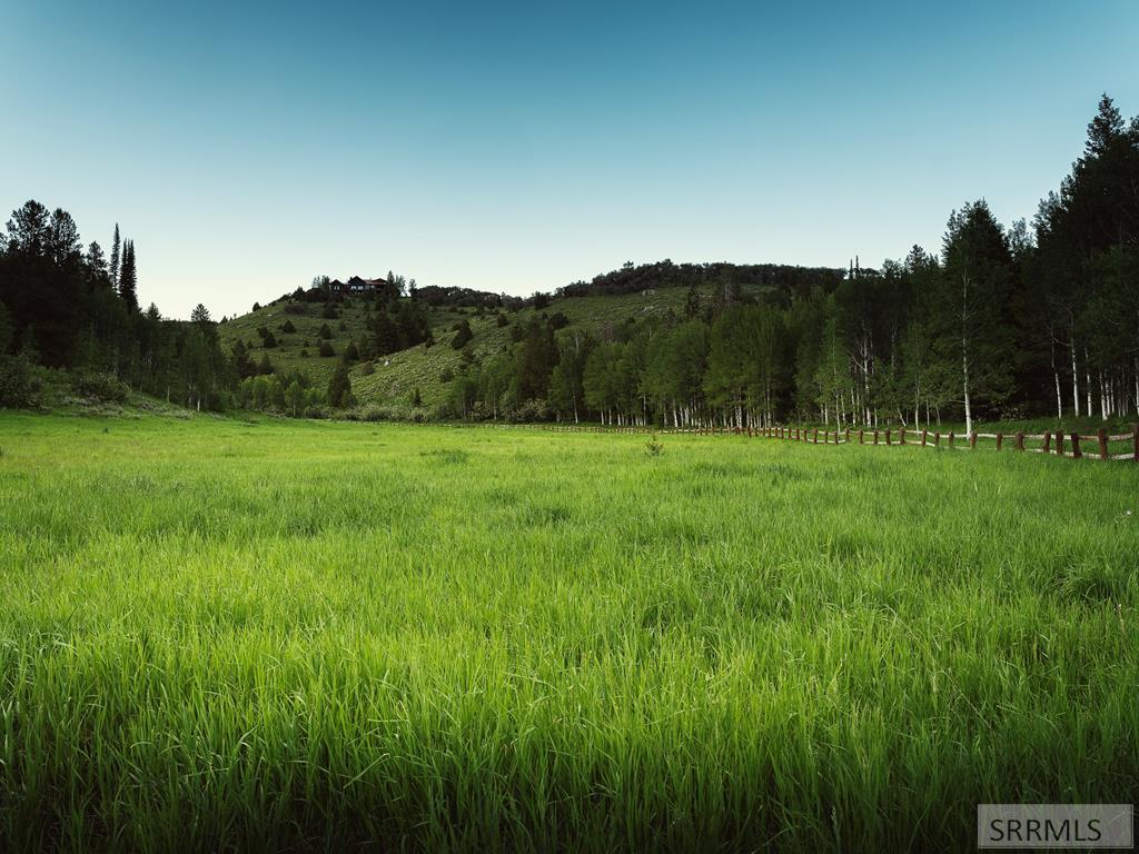 Lush Meadows, great pasture