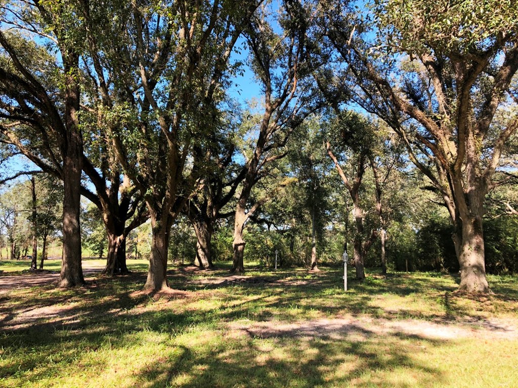 Old live oak grove in side yard