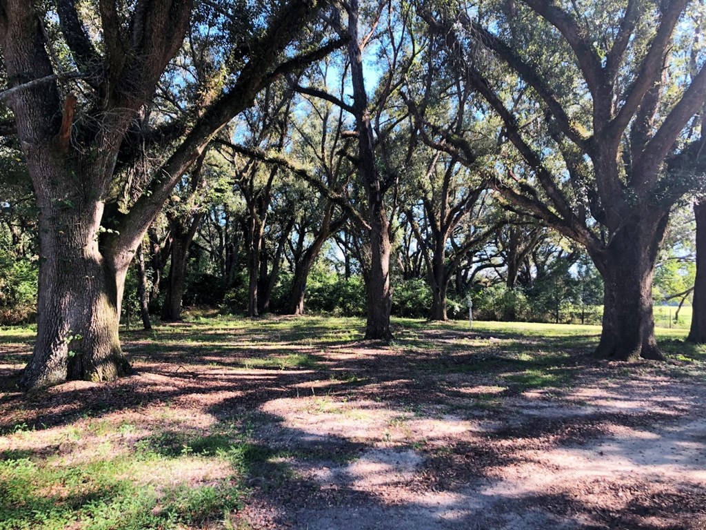 Old Live Oaks Side yard