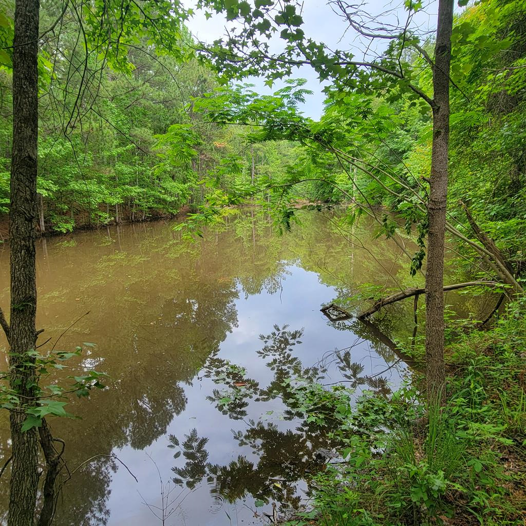 Bass/ Brim pond