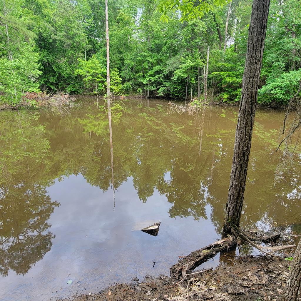 Bass/Brim pond