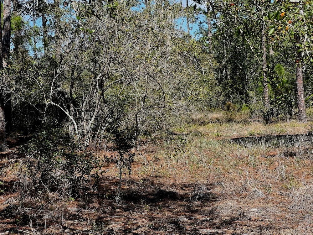 Vegetation on Lot 29