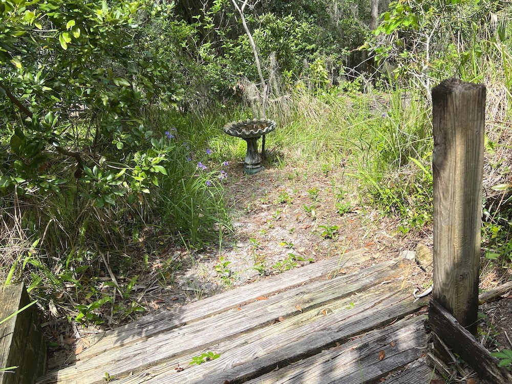 Back Yard Vegetation