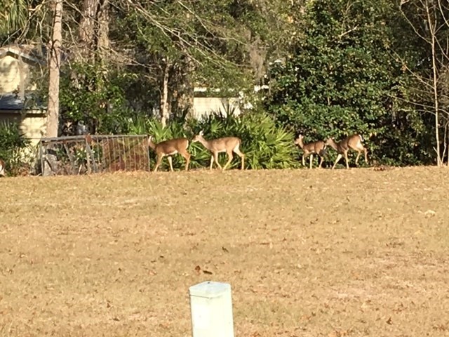 lots of traffic from protected park 