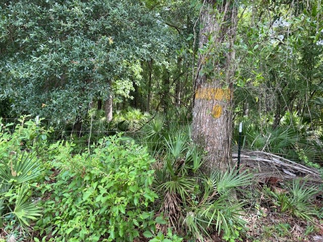 back yard view of park