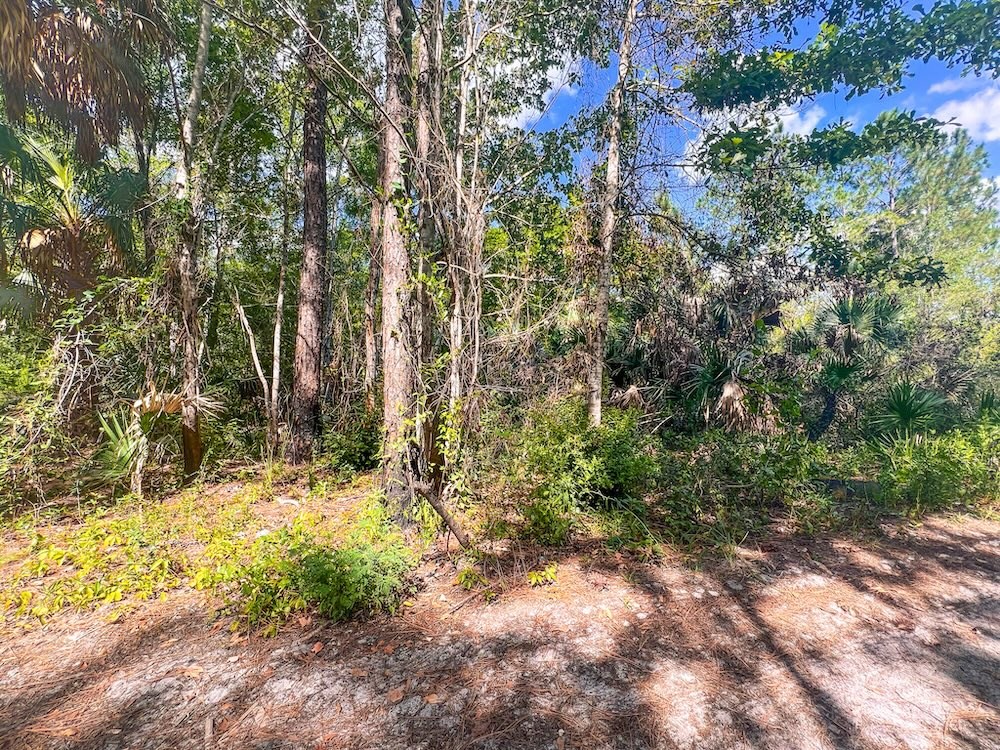 Trees at West Side of Lot 4