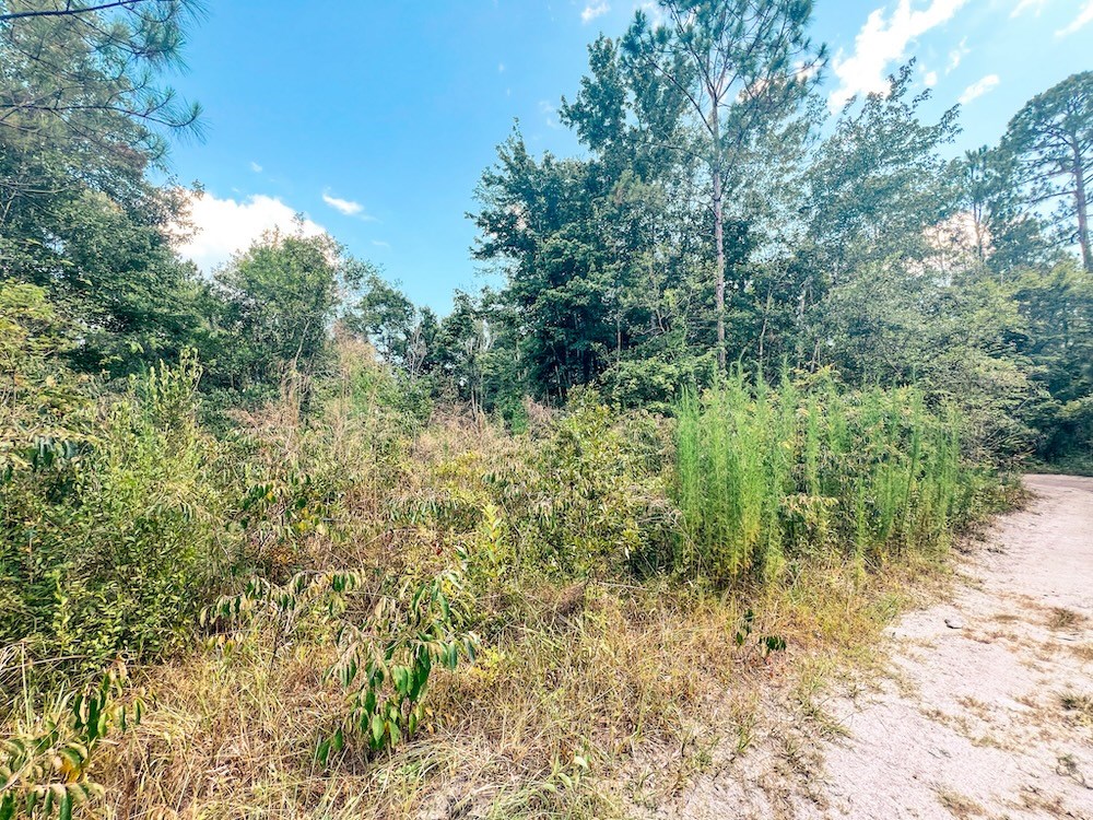 Driveway Vegetation