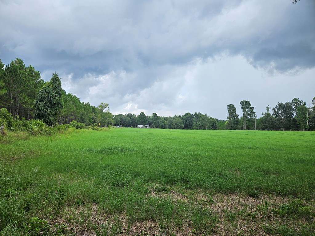 Lush Pasture / Hayfield