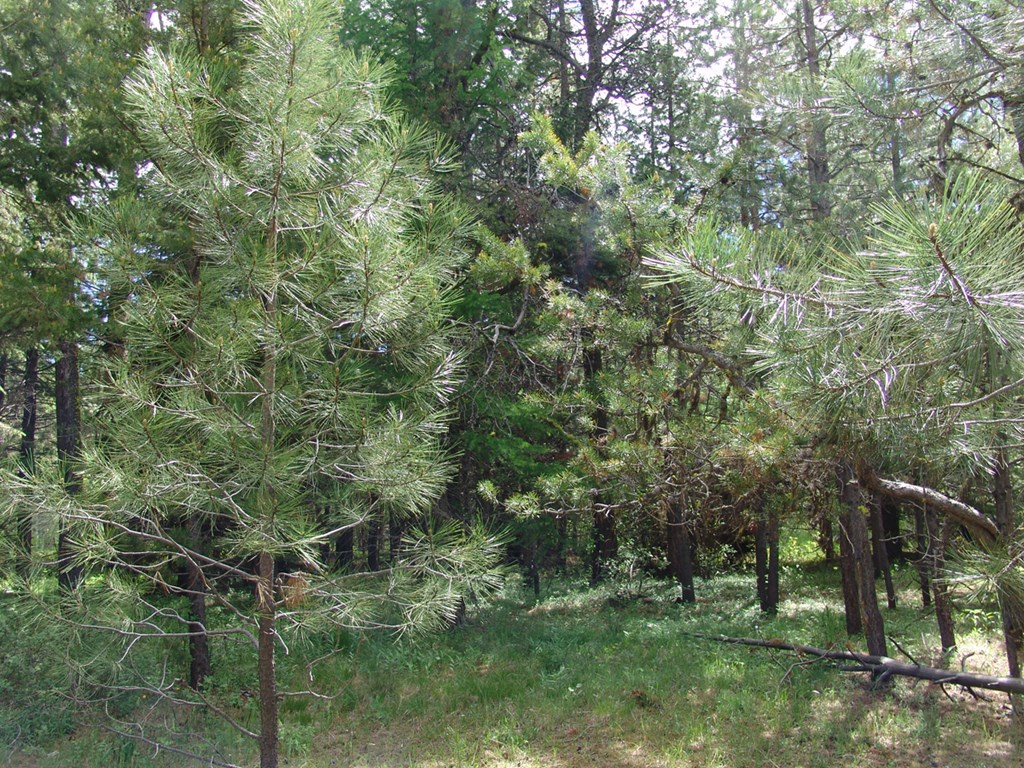 Forested Lot With Pine & Fur Trees